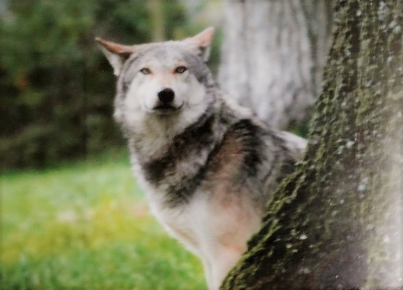 pamelia, February 2026