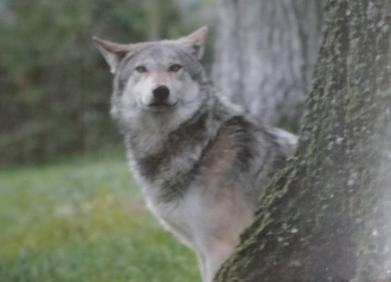 pamelia, February 2026